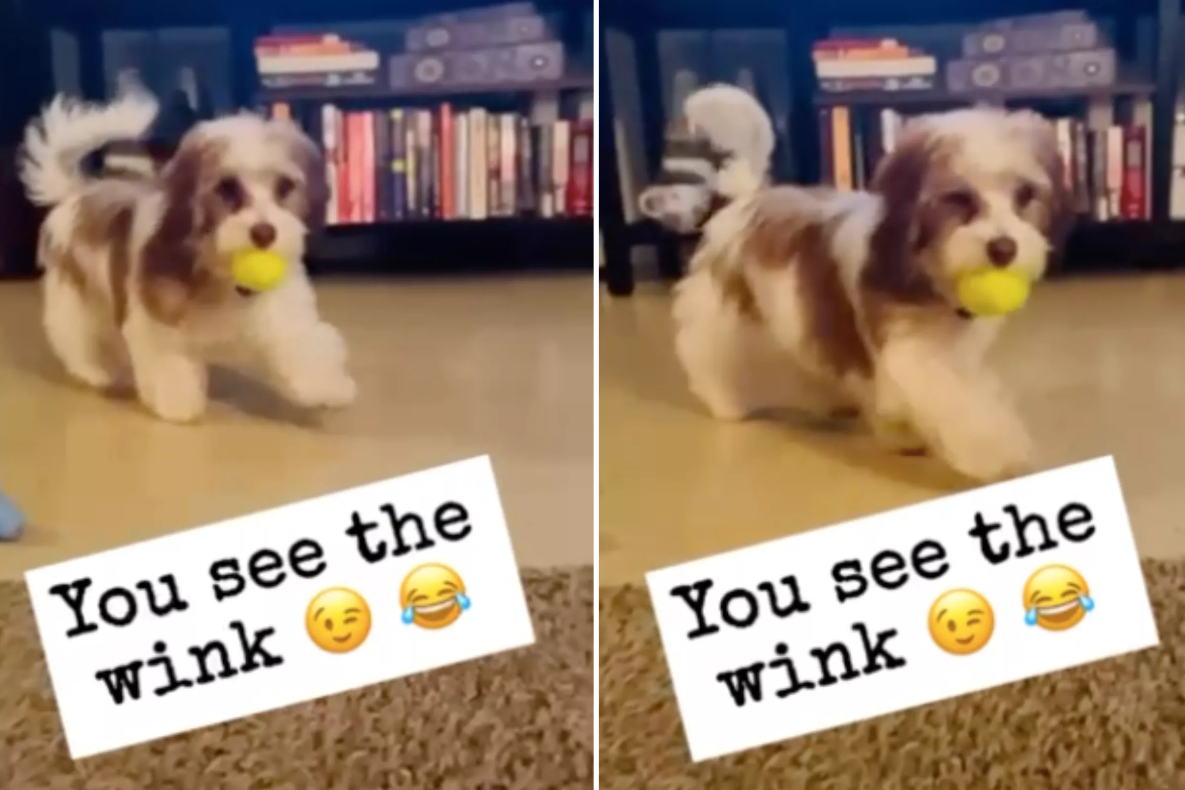 Plato the Dog Who Winks When Playing Fetch Wins Pet of the Week - Vimarsana News