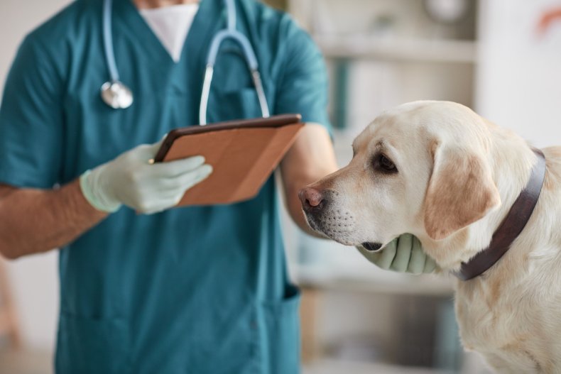 Dog being examined at veterinarian's office.