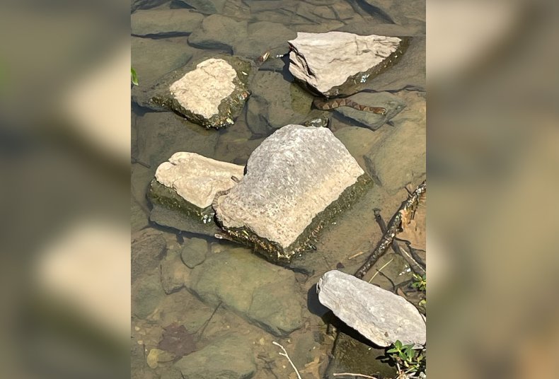 Spot the Snakes Picture