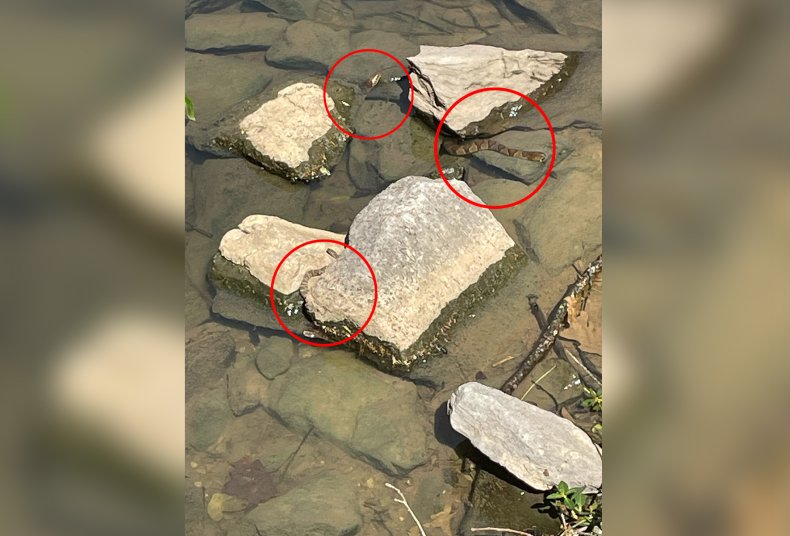 Spot the Snakes Picture