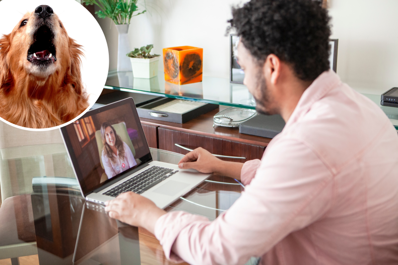 dog interrupting zoom call delights viewers