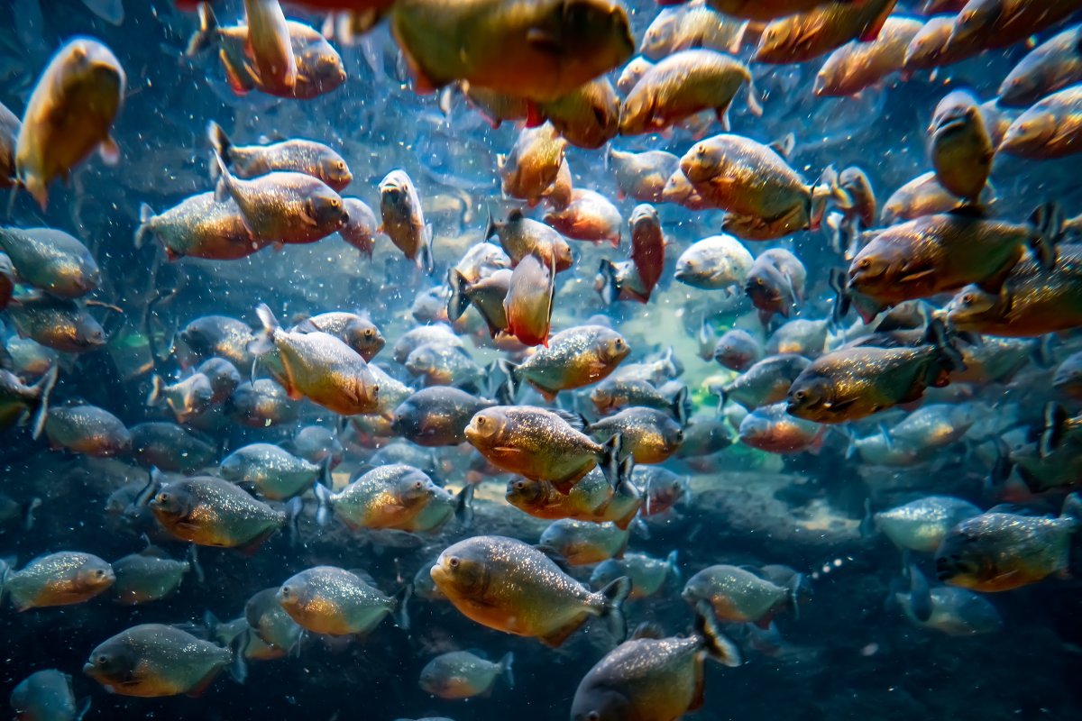 piranha swarm