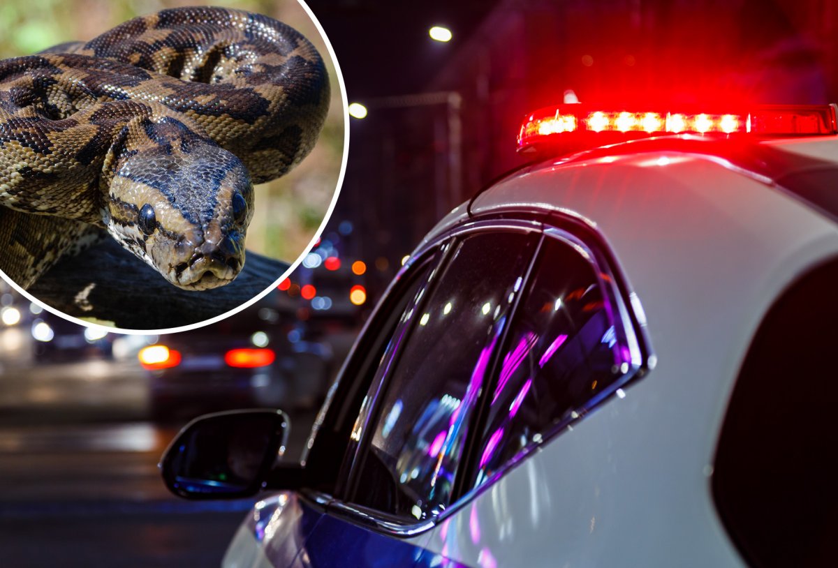 Man Uses Live Python as Weapon to Attack Victim in Street Assault ...