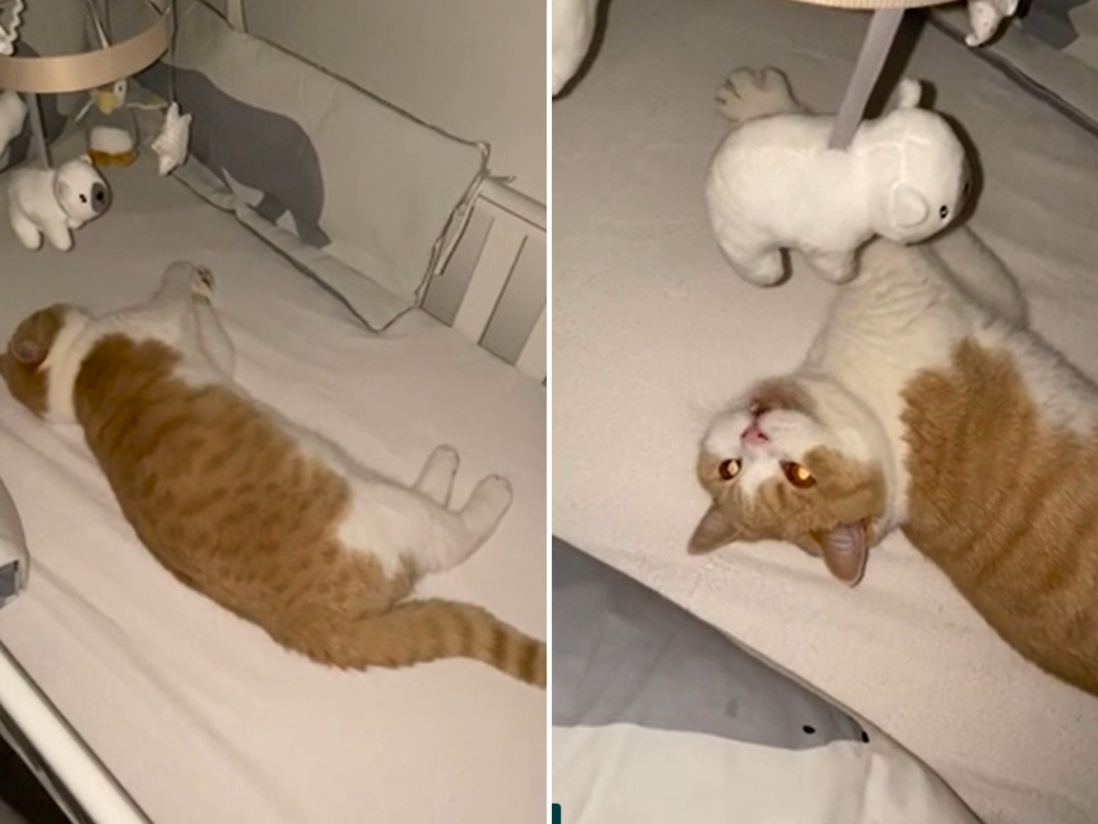 Cats and hot sale cribs