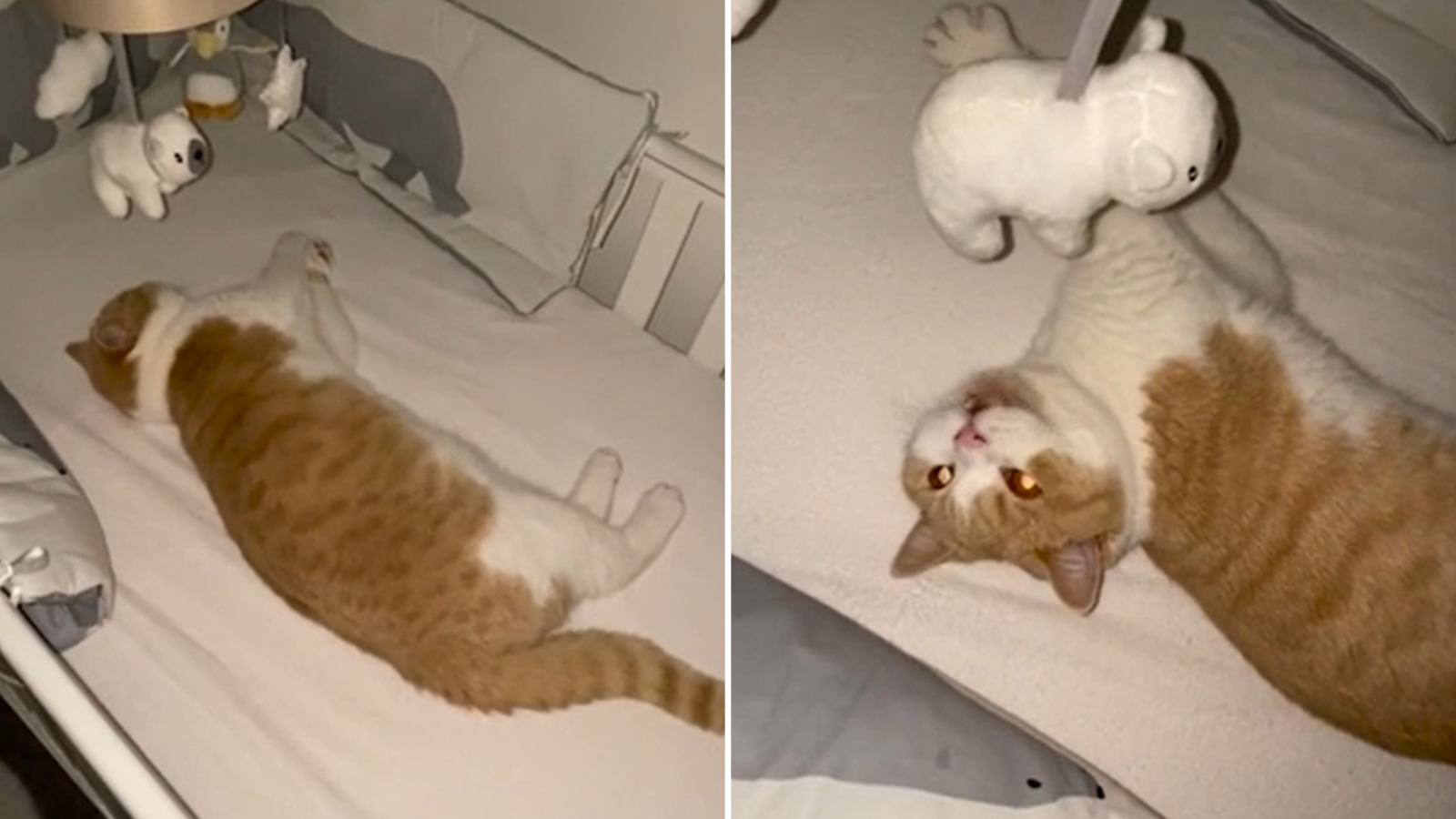 Cat sales crib cover