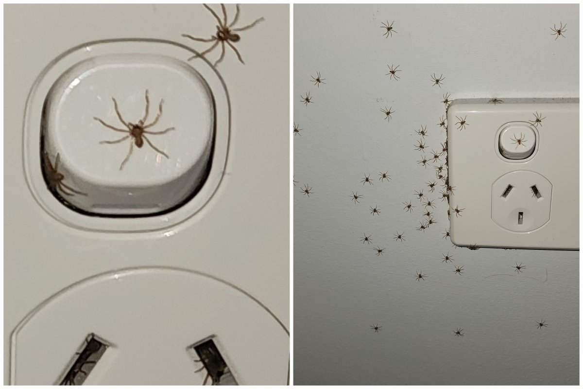 Spiders emerging from power socket