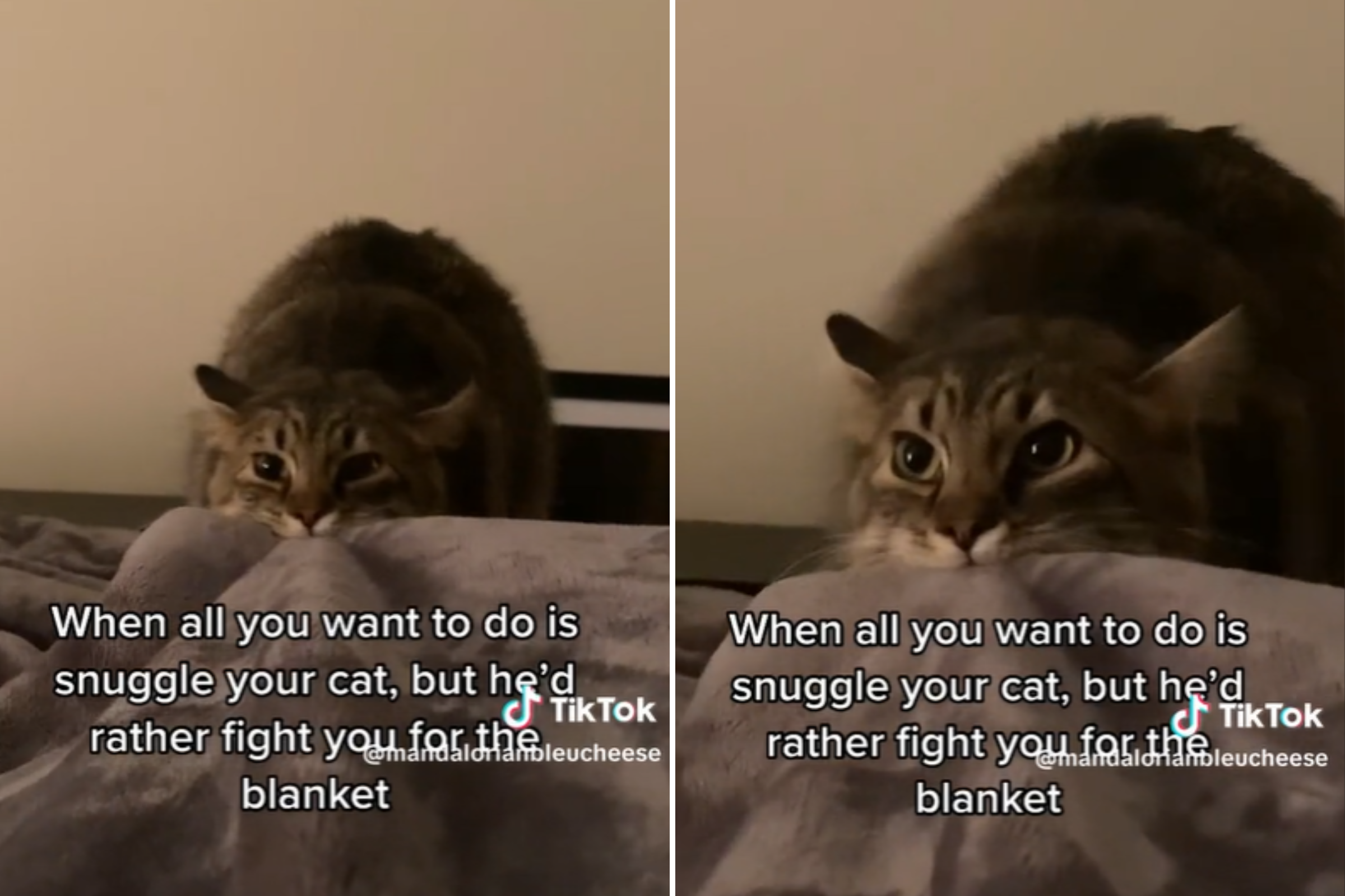 Cat snuggle outlet blanket