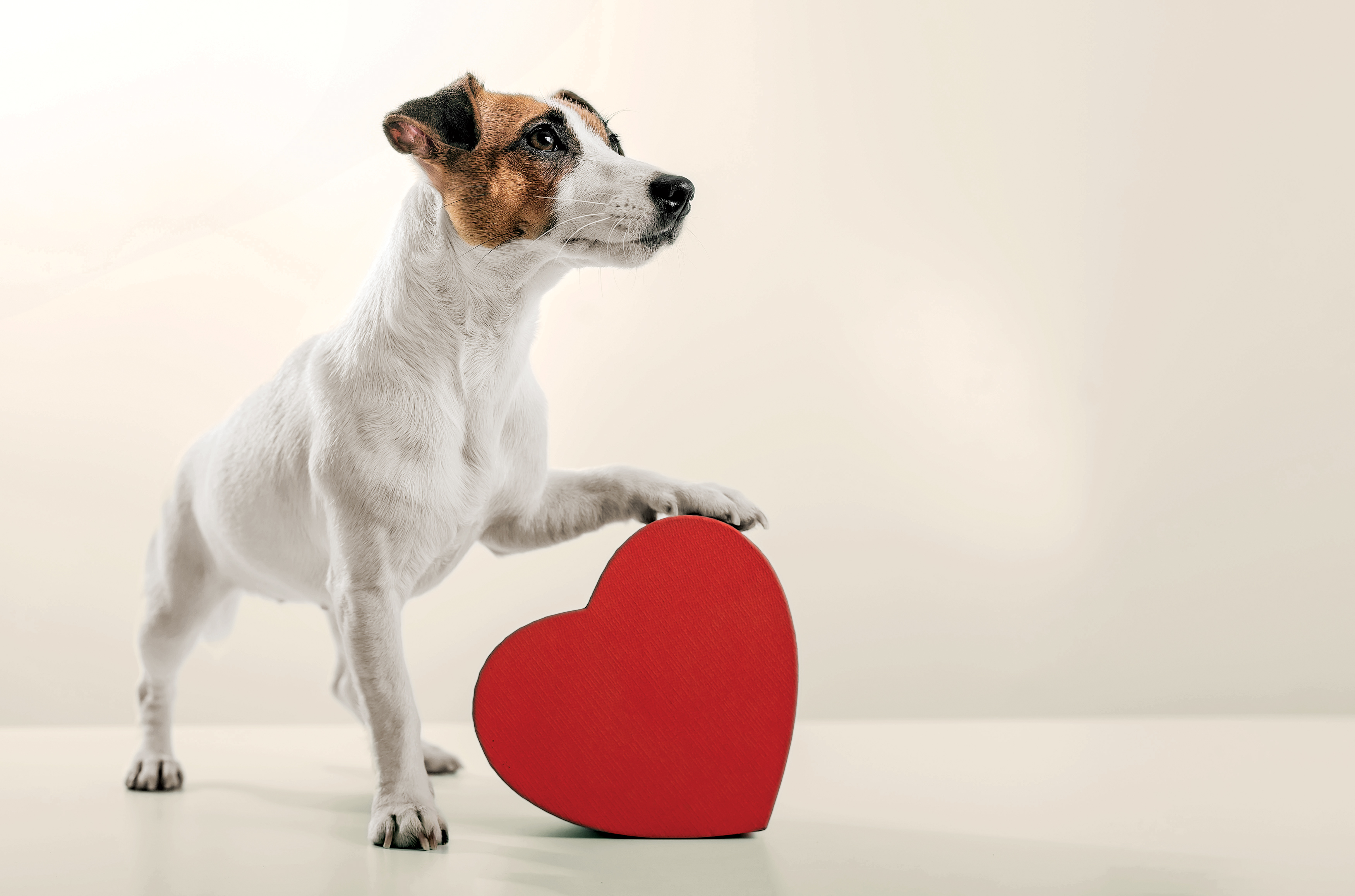 Does Your Dog Truly Love You Science Has The Answer Newsweek