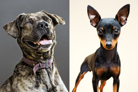 FE Dogs 06