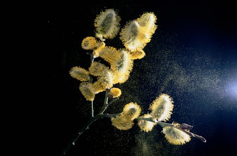 PER Allergic Book 01 BANNER