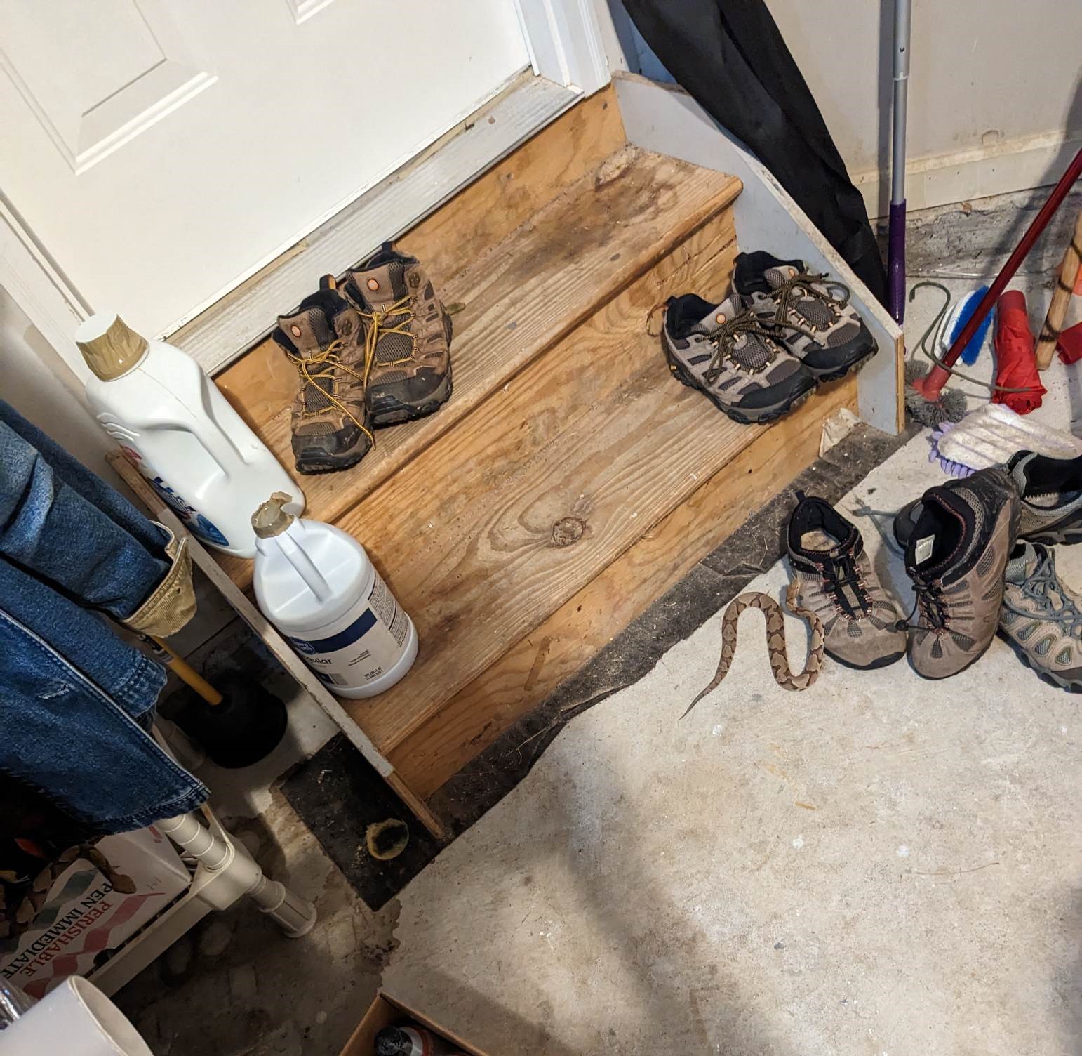 Shock as Man Finds Two Venomous Snakes Slithering in His Shoes