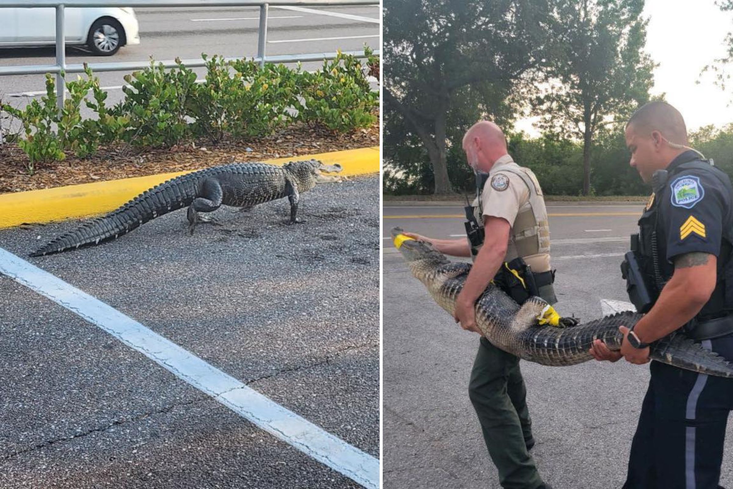 Active Police Calls Pinellas County Fllibrary - os4mgiq