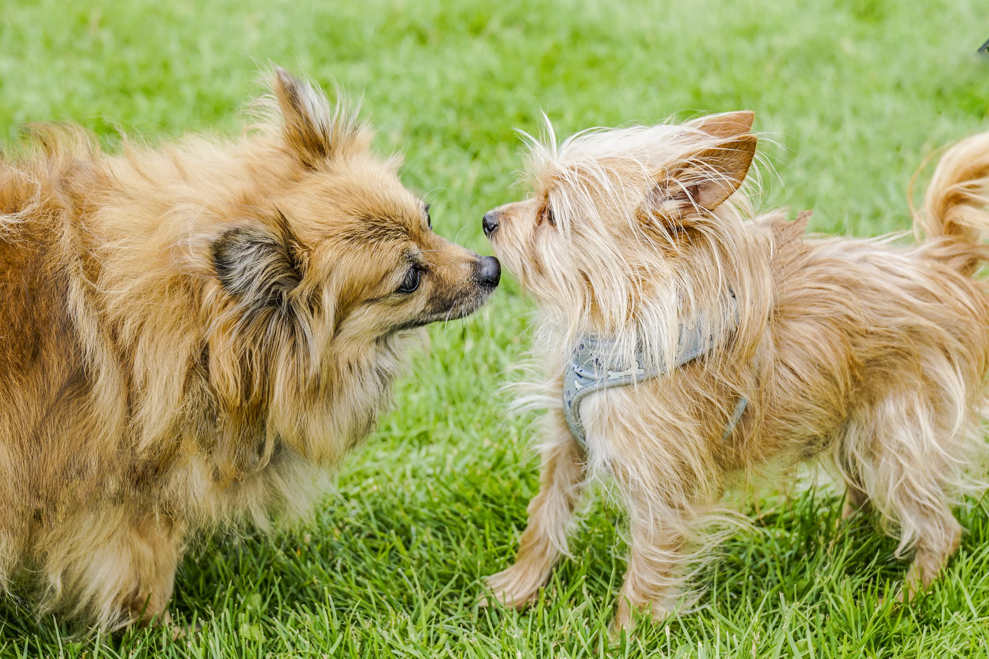 Reason Why Dog Always Sits at the Back of the Garden Warms Hearts - Vimarsana News