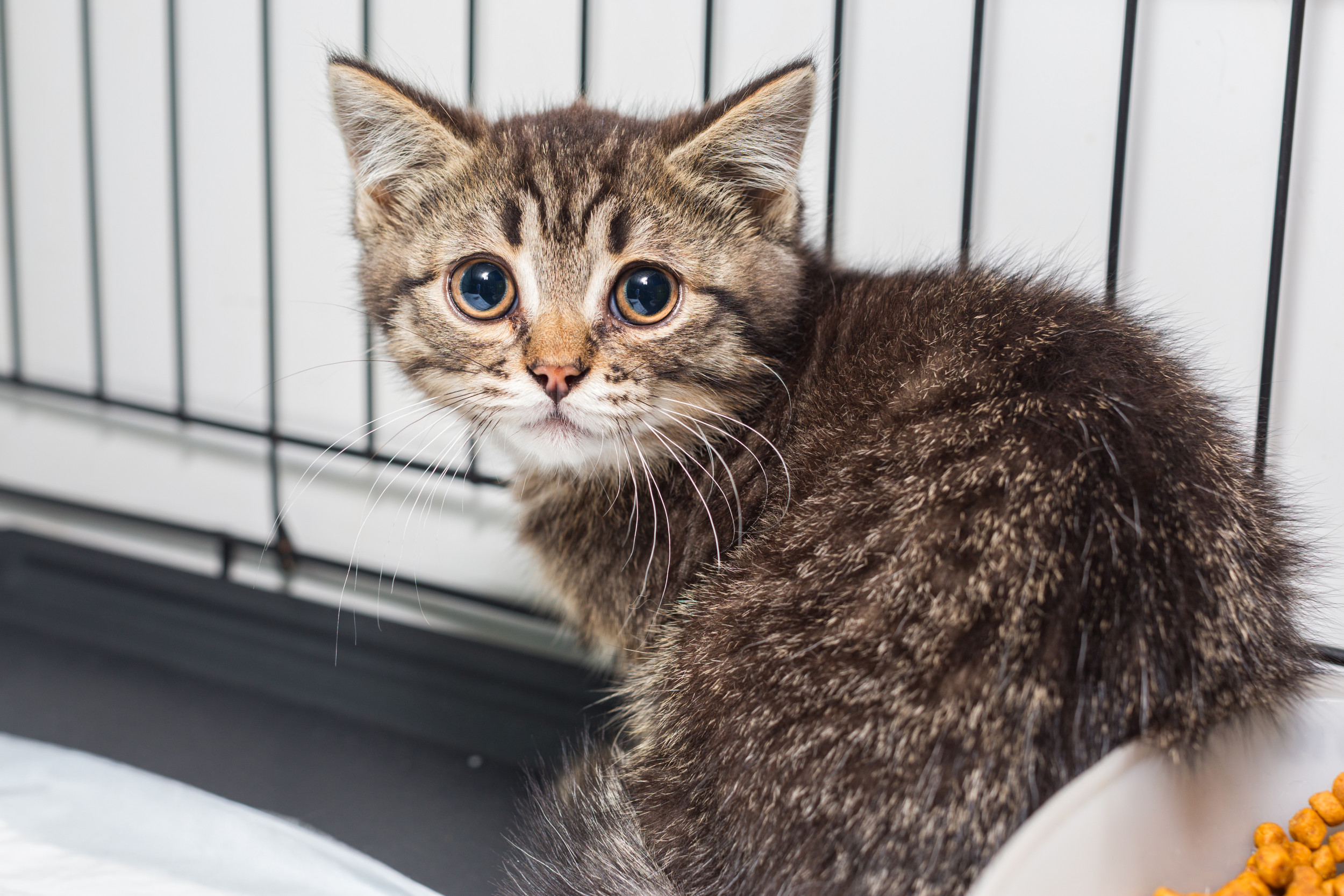 3300 Stray Cats Photos amp High Res Pictures - Getty Images  Stray cats in  greece