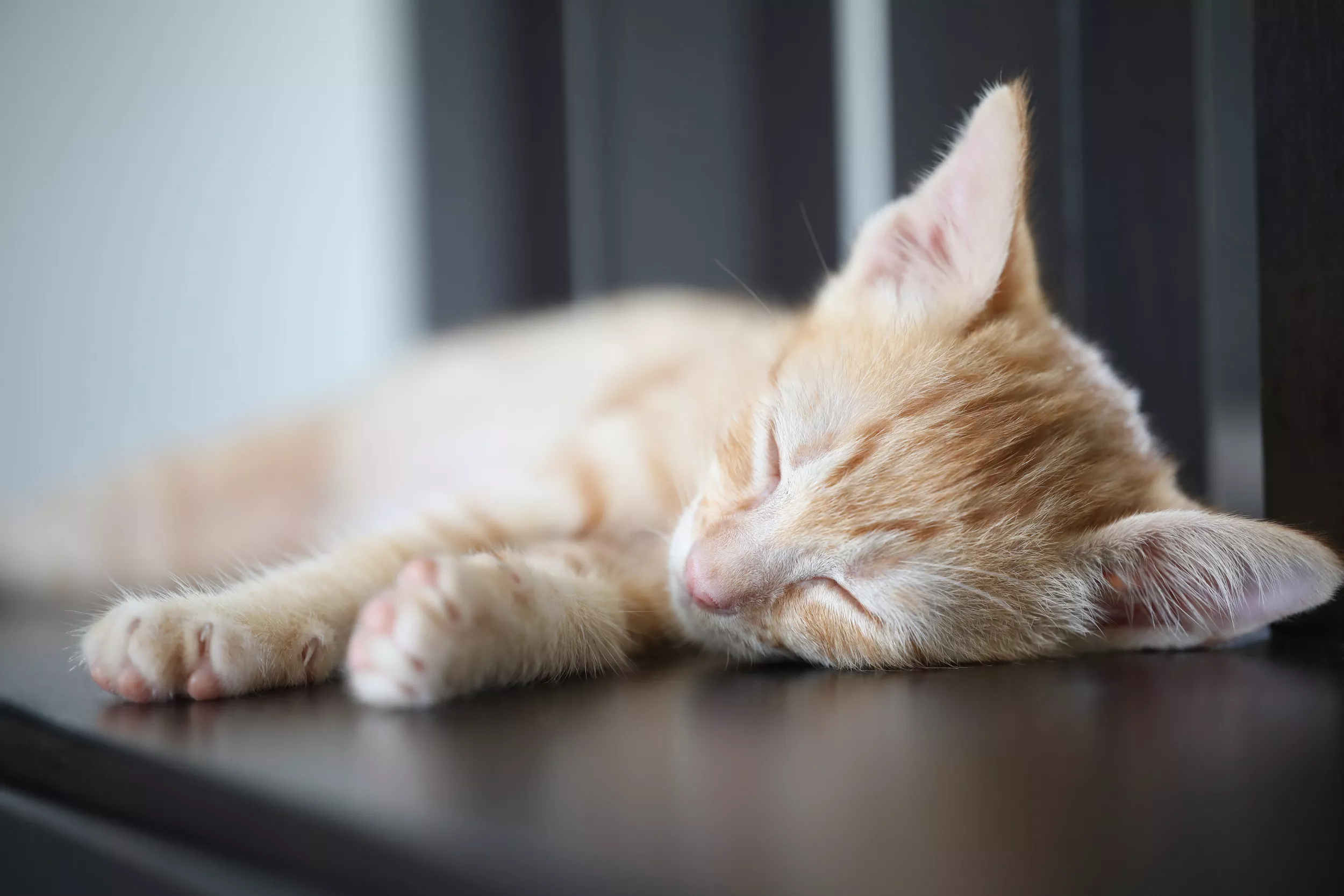 Cat Startled During Nap Leaves Internet in Stitches: 'One Hell of a Dream' - Vimarsana News