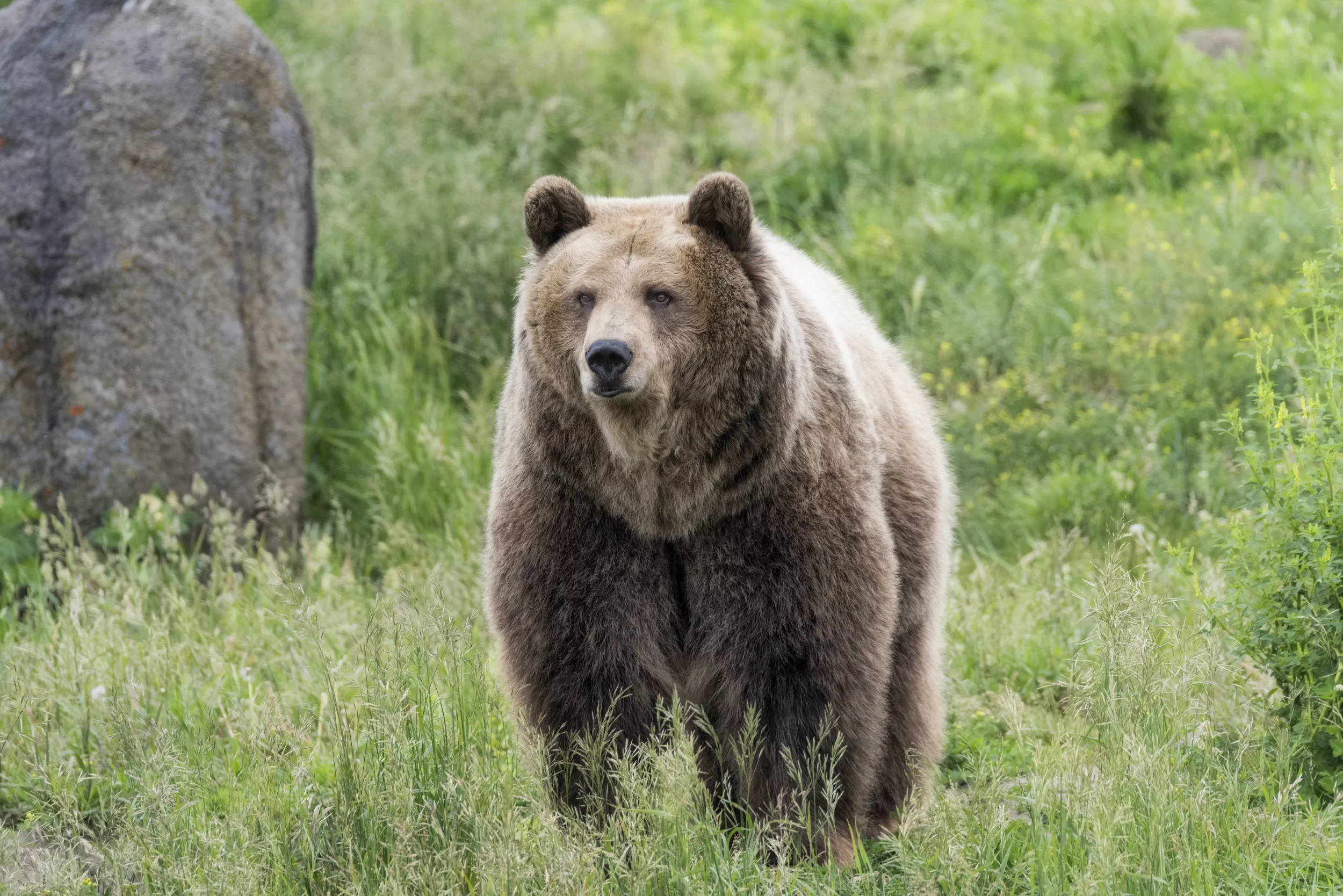 Man Faces Charges After Killing Grizzly Bear in Yellowstone Park - Vimarsana News