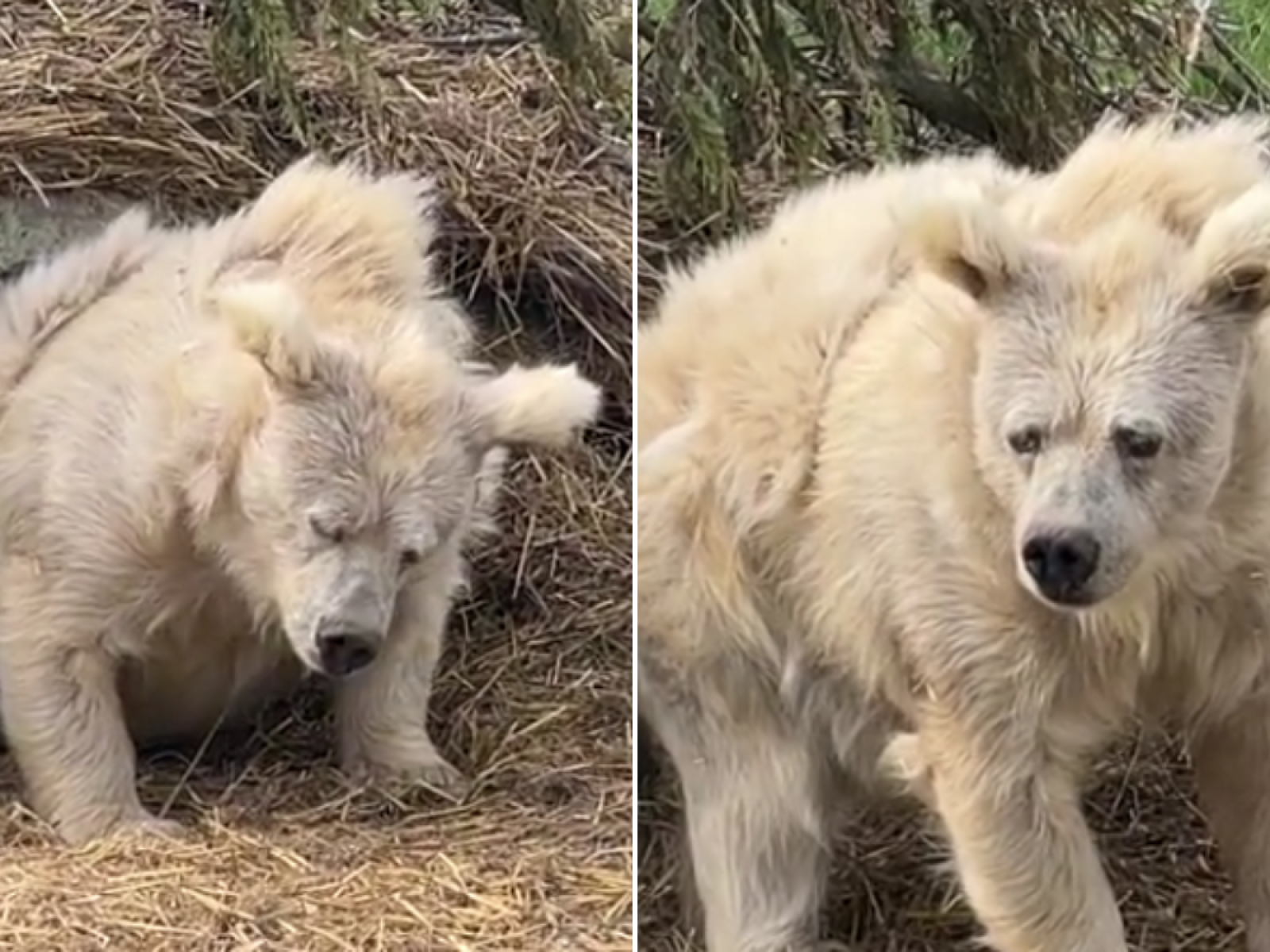 Sleepy Bear Emerges From Den In Very Relatable Video: 'Me On A Monday'