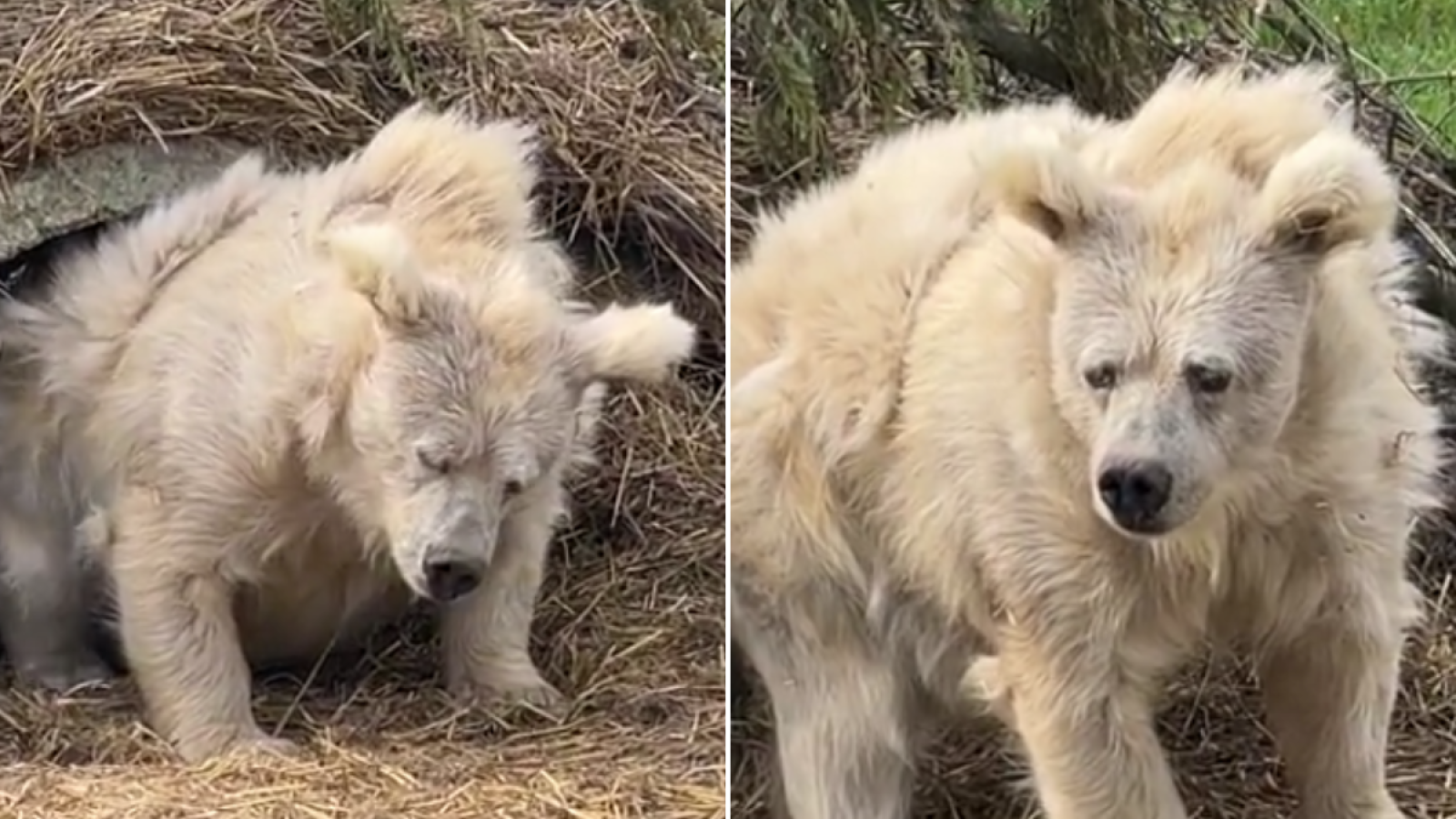 1. Giới thiệu về thương hiệu Bear