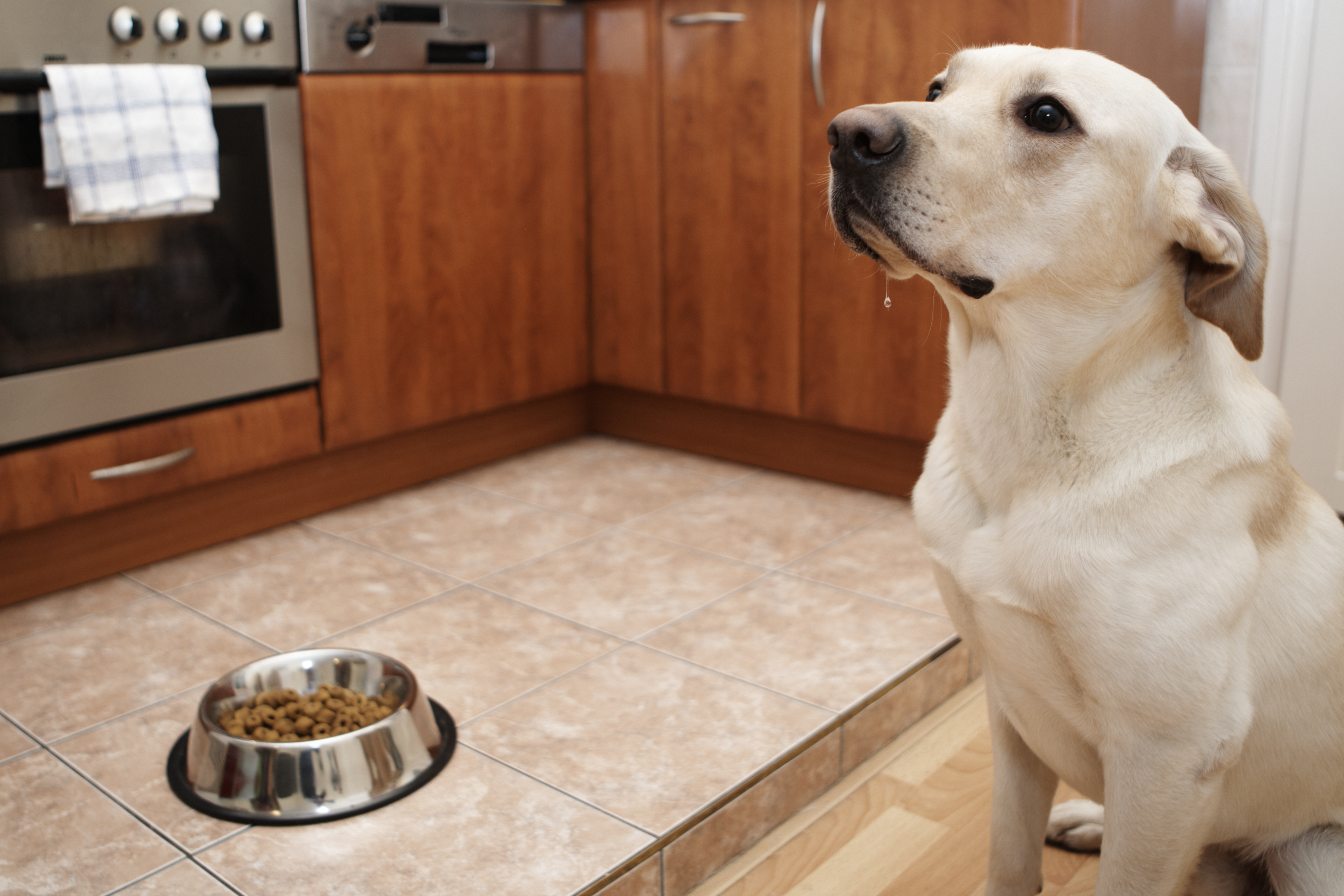 Feeding dogs. Собака на кухне. Корм для лабрадора. Лабрадор на кухне. Ретривер на кухне.