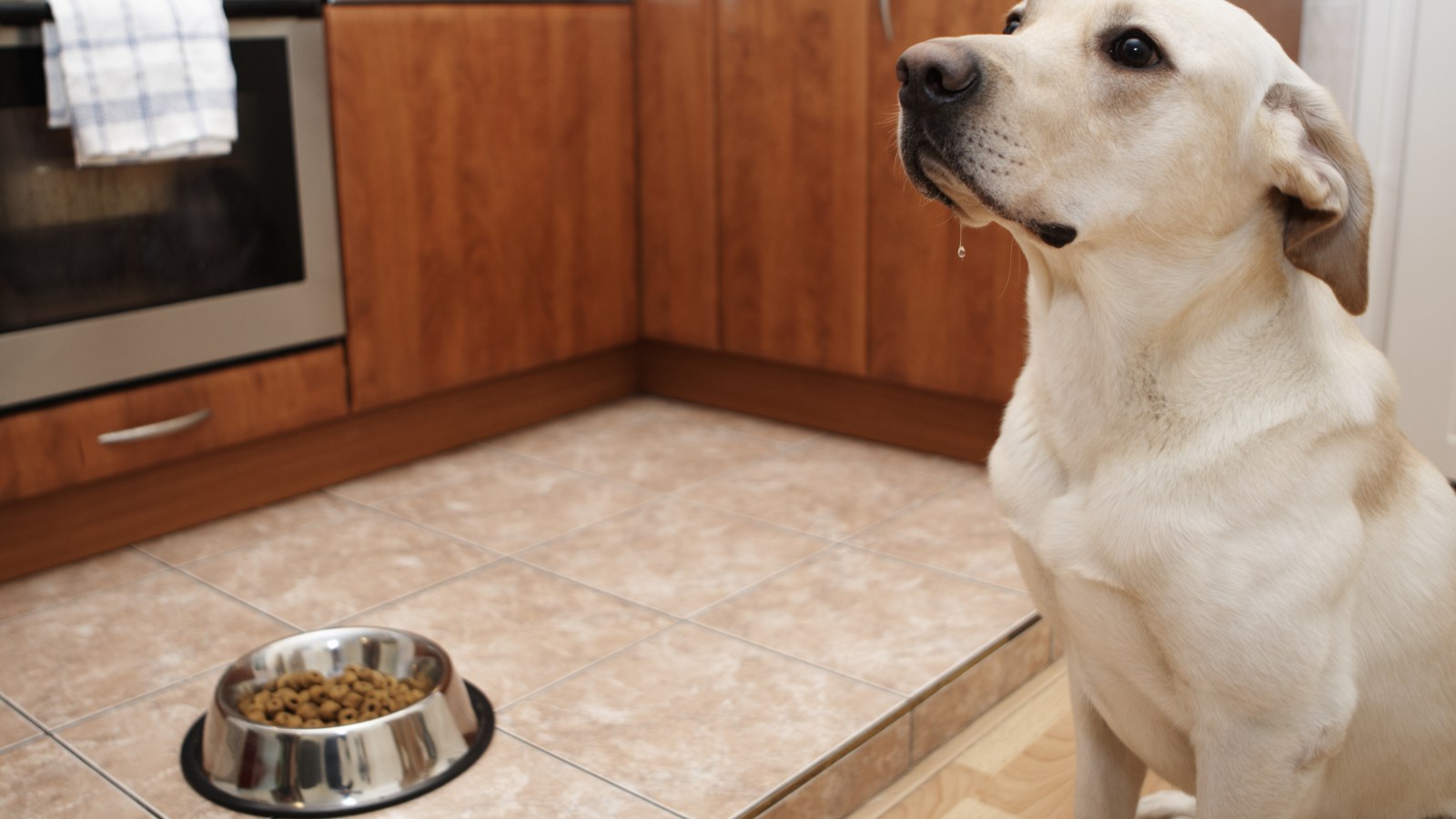 Labrador Proves Vet Wrong by 'Drooling' Over His Medication in Funny