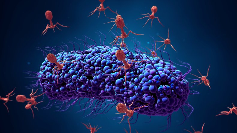 phages attacking bacteria