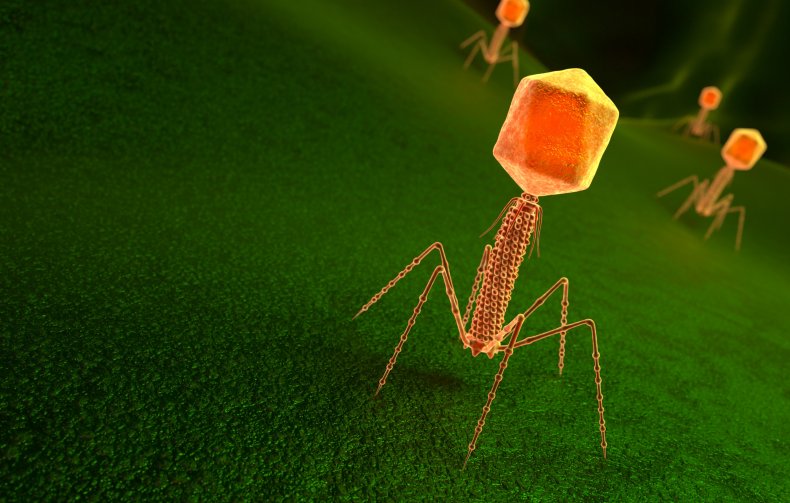 BACTERIOPHAGE STRUCTURE