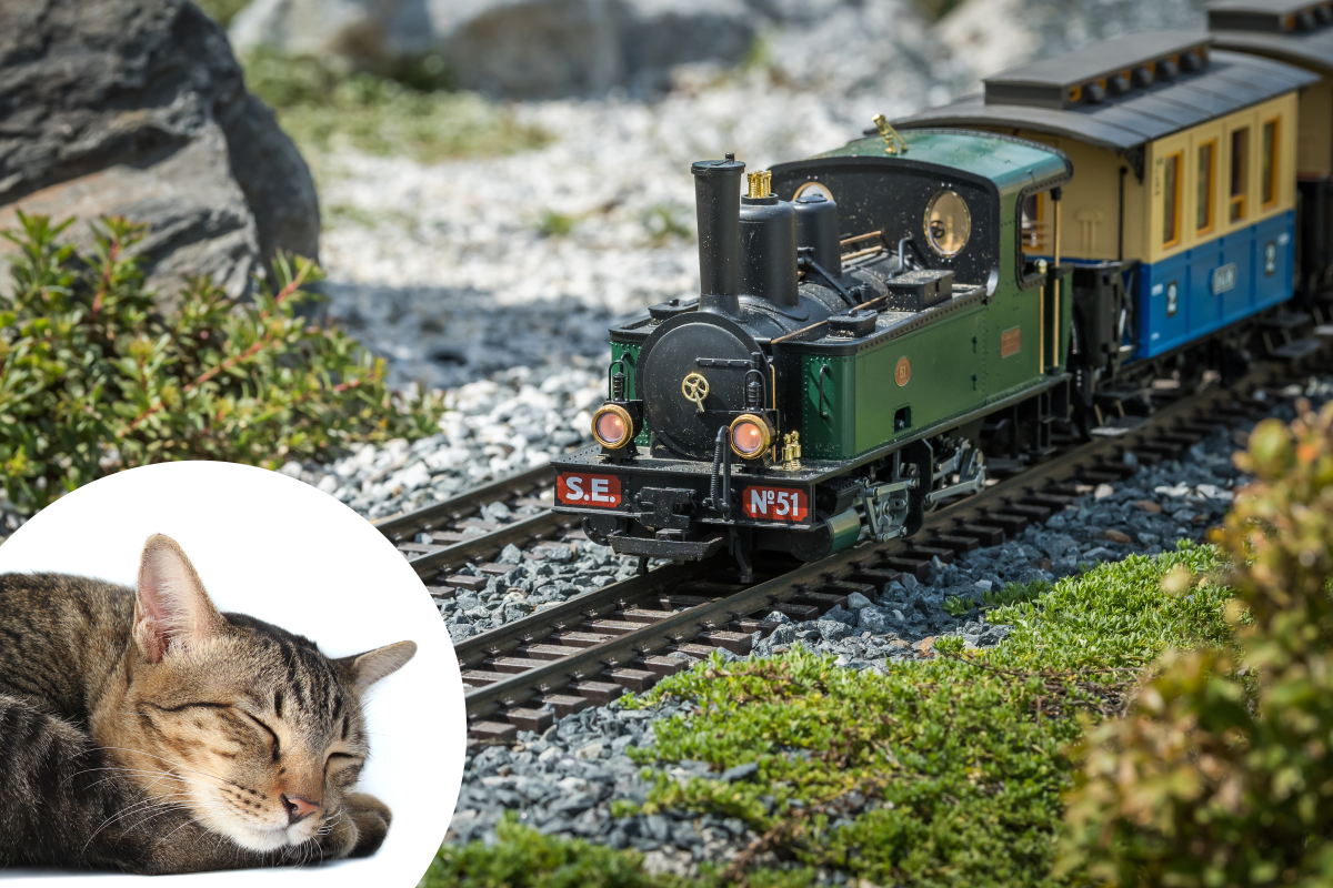 cat sleeping on toy tracks delights viewers