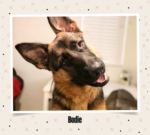 FE Dogs Puppy Love BODIE