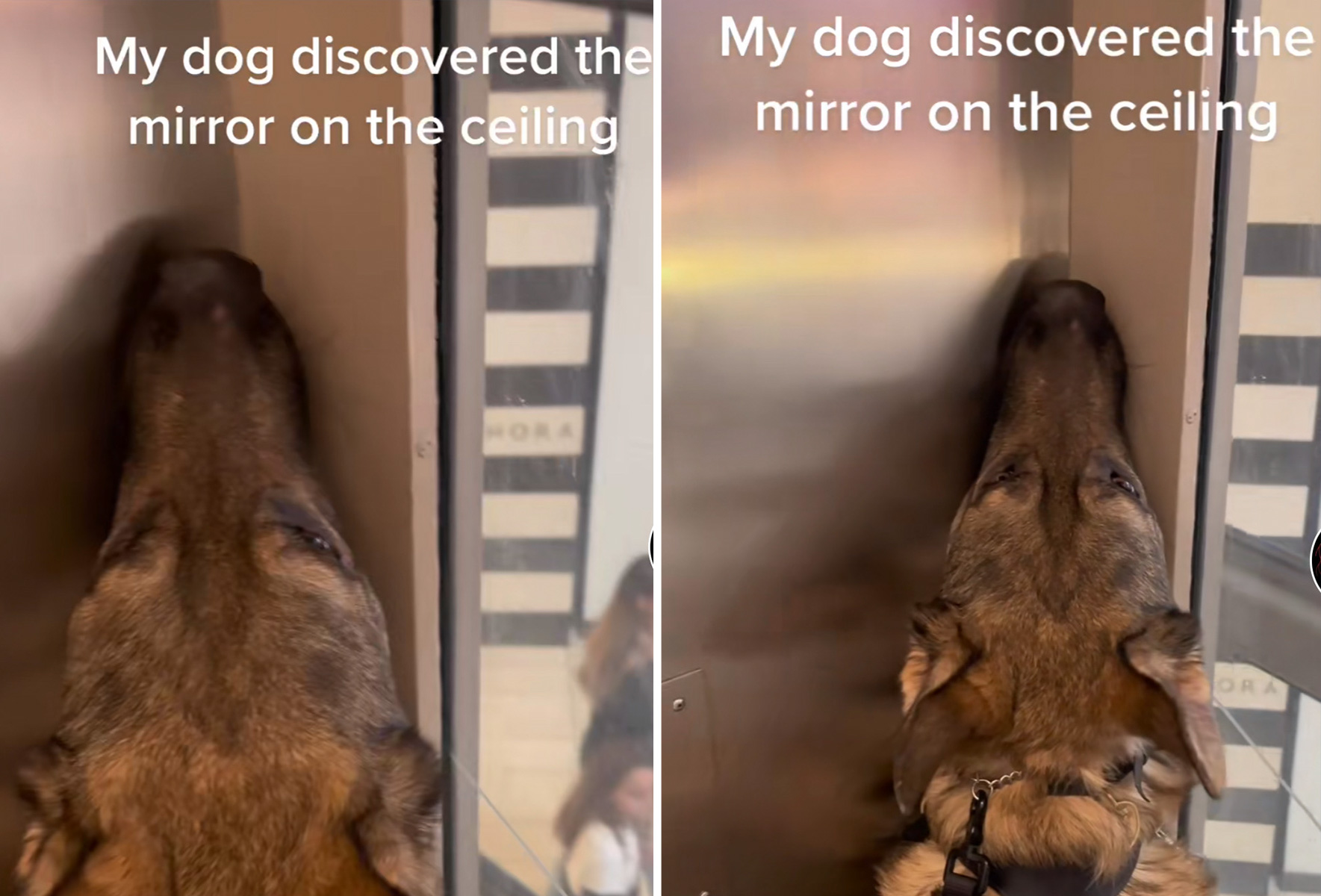 Service Dog Left 'Bamboozled' by Mirrored Ceiling in Adorable Video