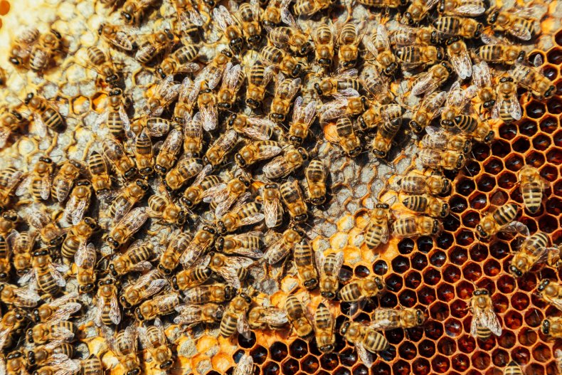 Bees around hive