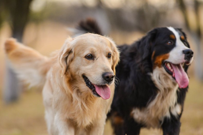 golden retriever and bernese mountain dog 