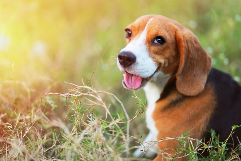 Beagle