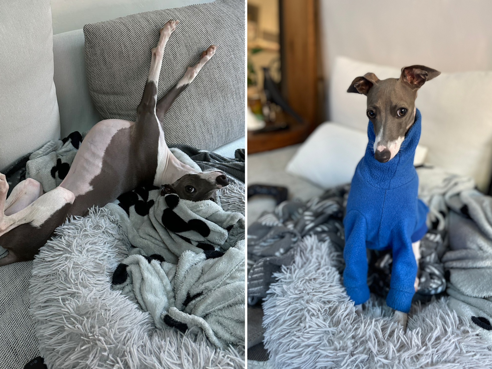 Italian Greyhound Melts Hearts for Taking Giant Toy to Best