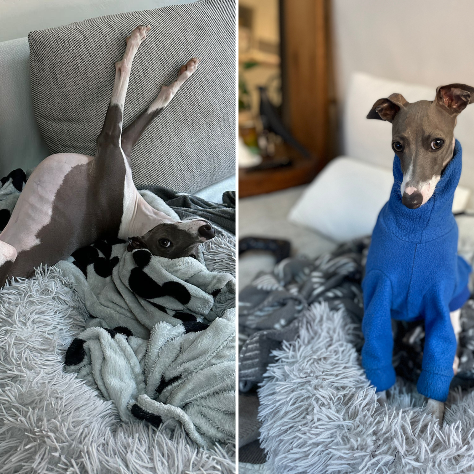 Toy hot sale greyhound dog
