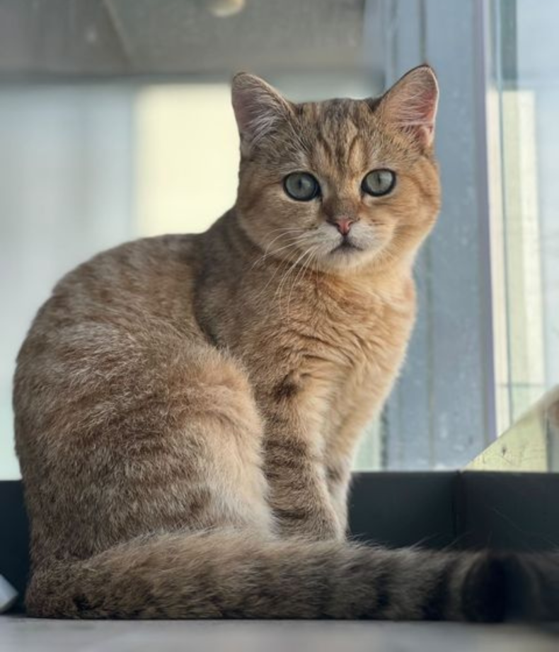 Bagel the British Shorthair kitten