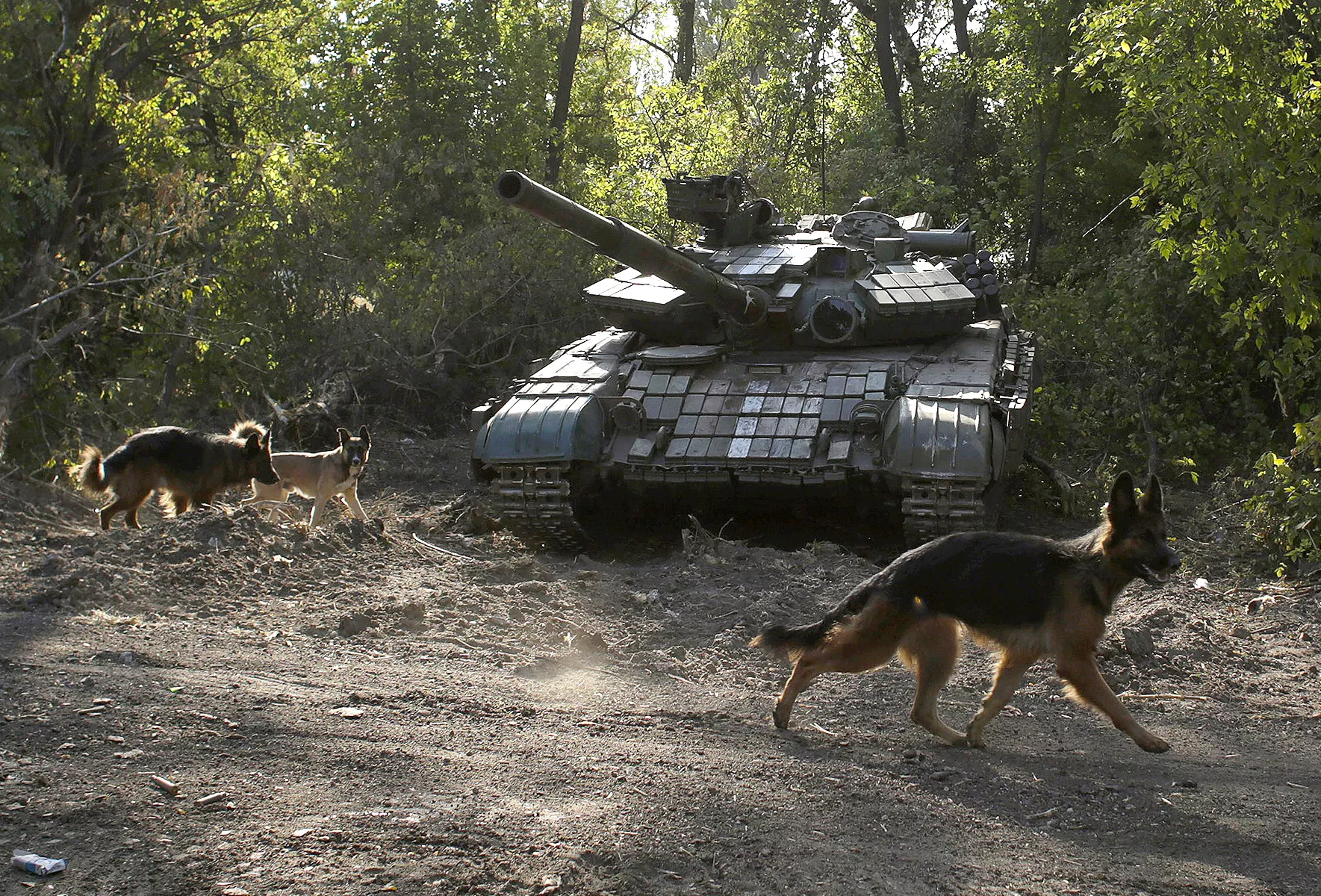 Russian lawmaker proposes using stray dogs in military as troops struggle - Vimarsana News