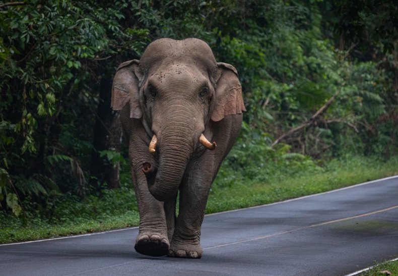 Asian elephant walking
