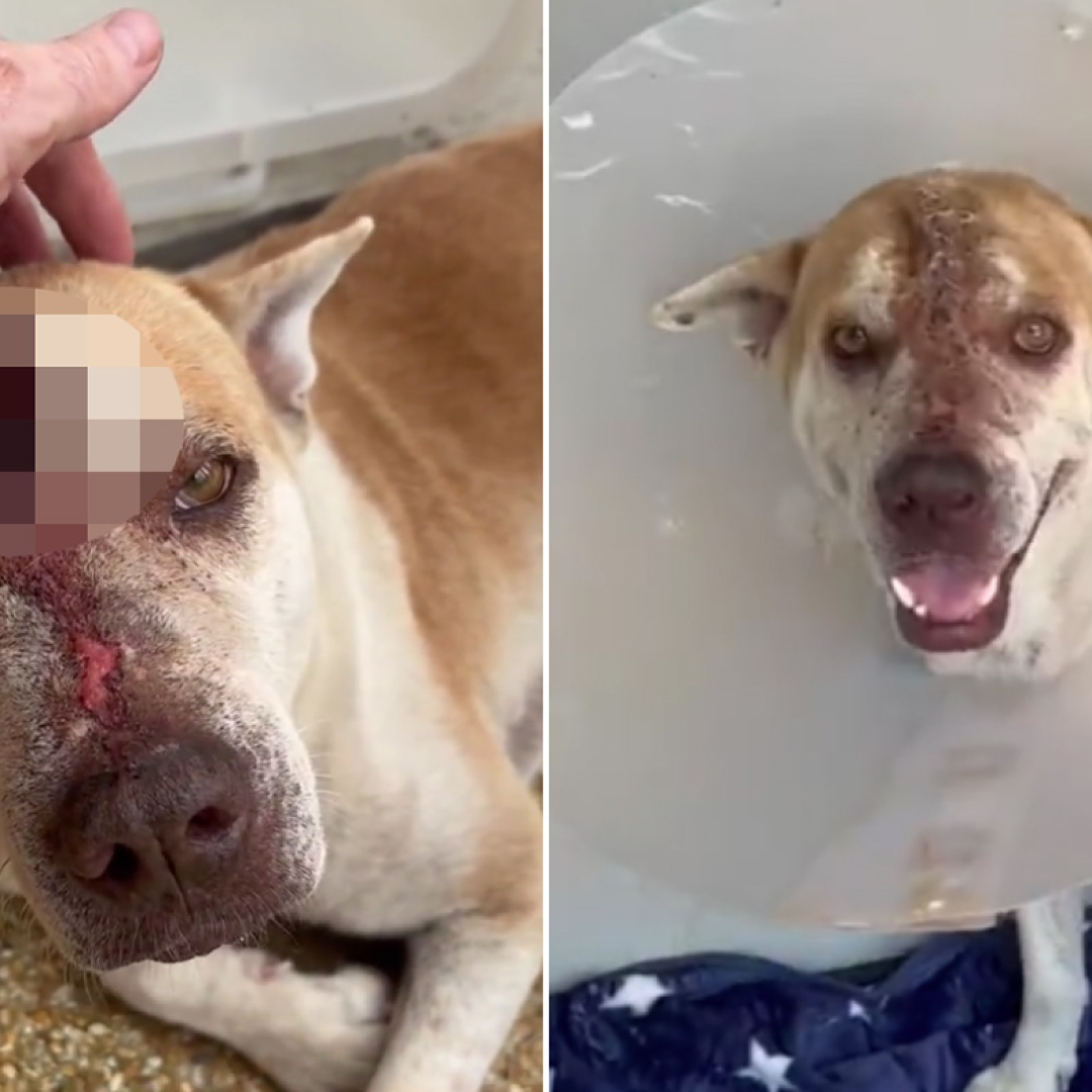 Rescue Dog Who Survived Pick Ax to Head Finds New Forever Home