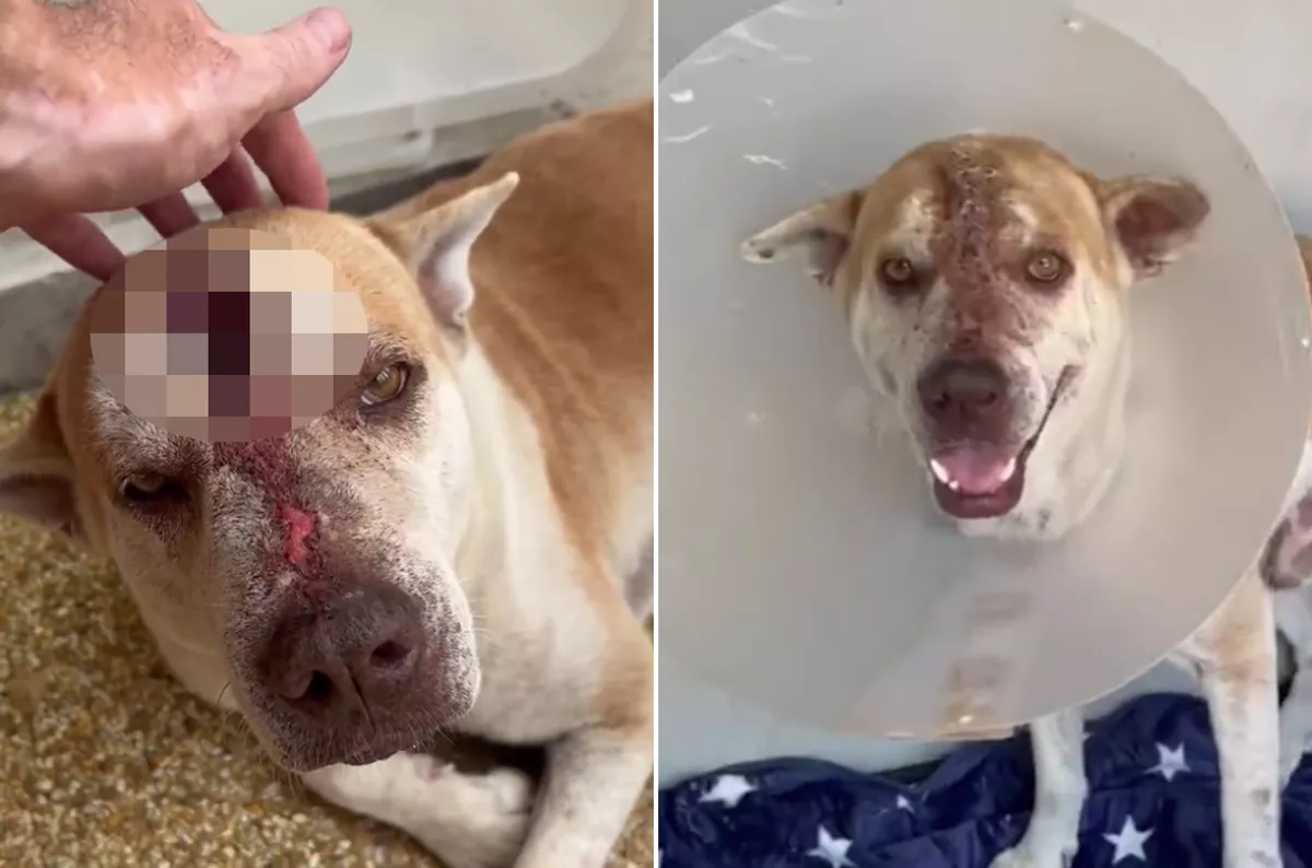 Rescue Dog Who Survived Pick Ax to Head Finds New Forever Home - Vimarsana News