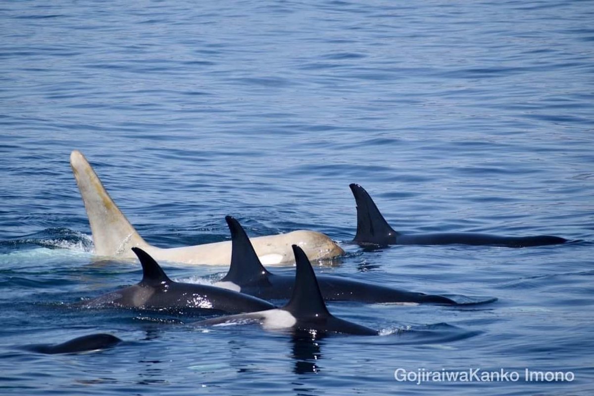 A white orca with its pod