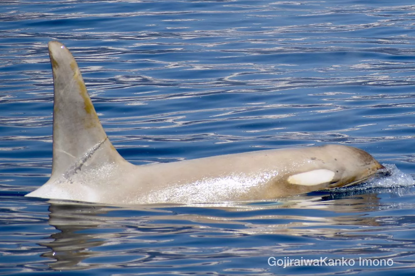 'Extremely Rare' White Orca Spotted in the Wild - Vimarsana News