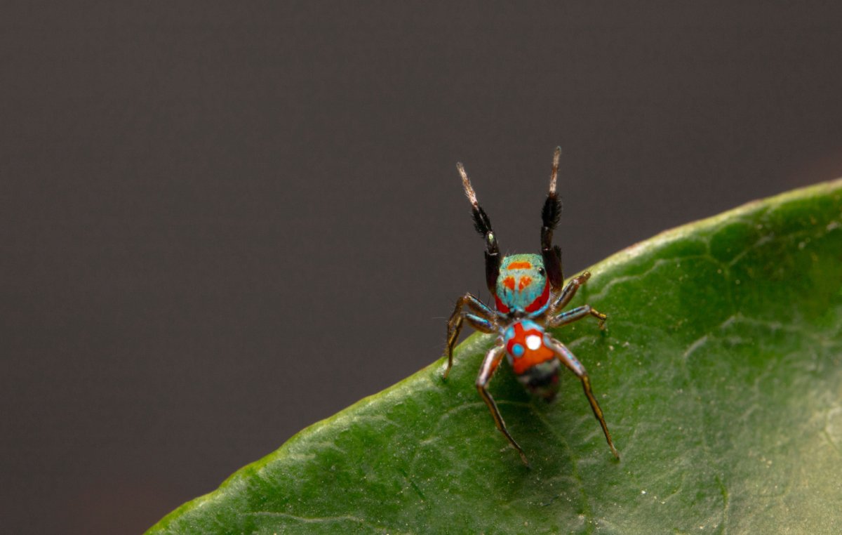 Ant-mimicking spider