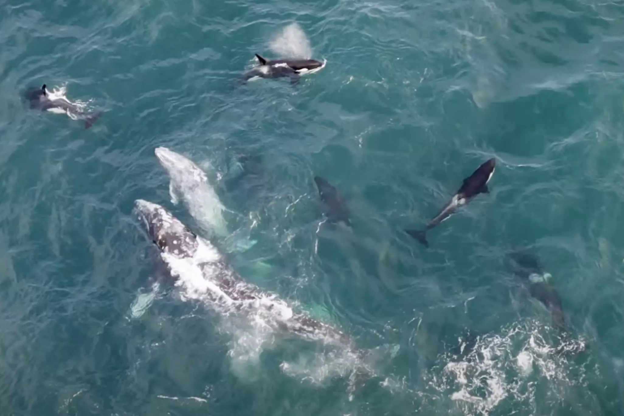Watch Mother Whale Desperately Trying to Save Calf From Brutal Orca Attack - Vimarsana News