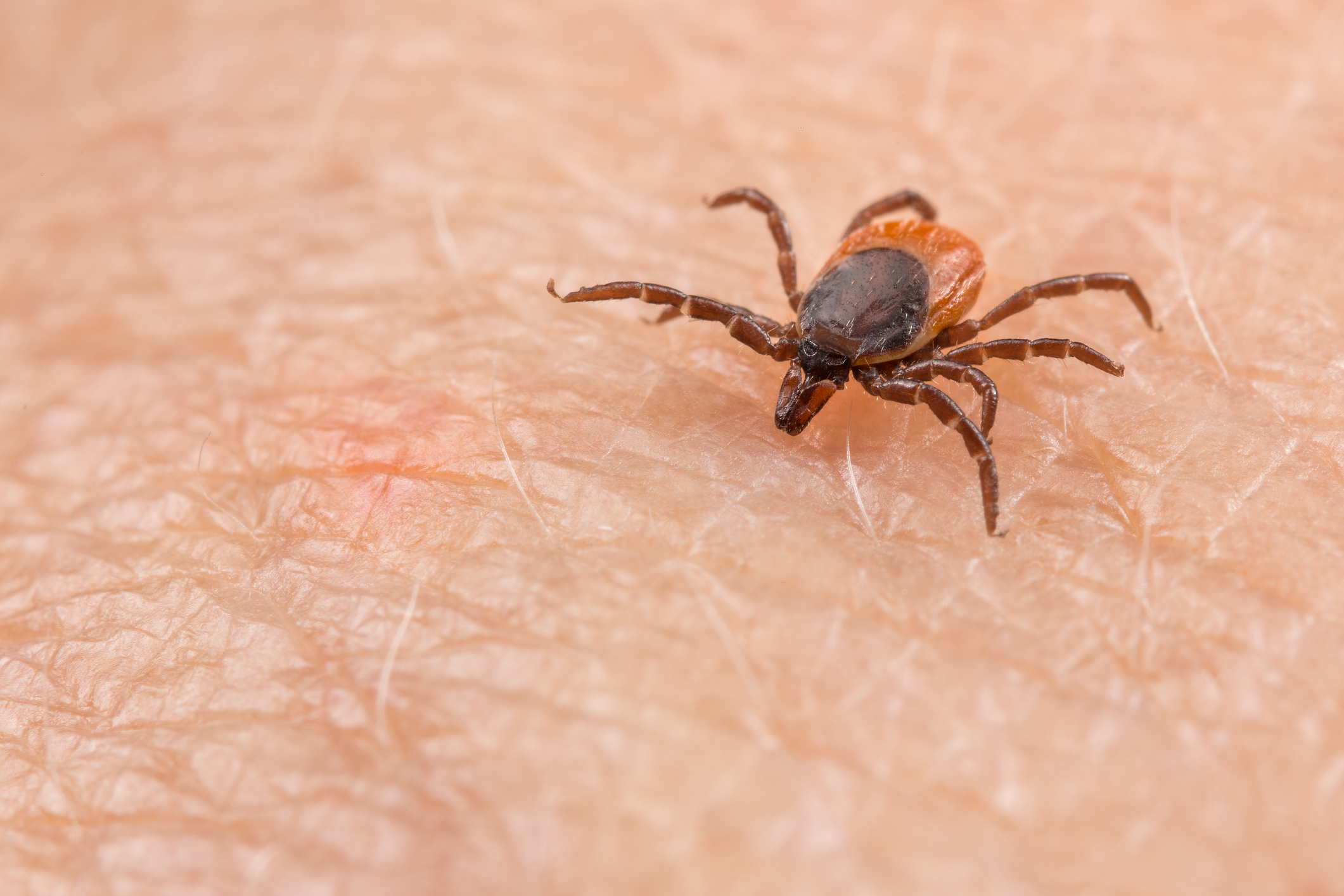 deer tick insect