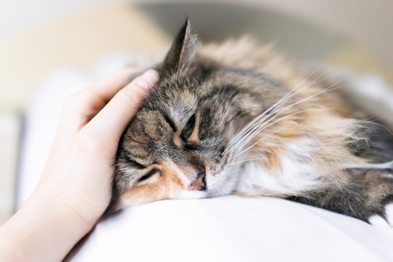 cat petting