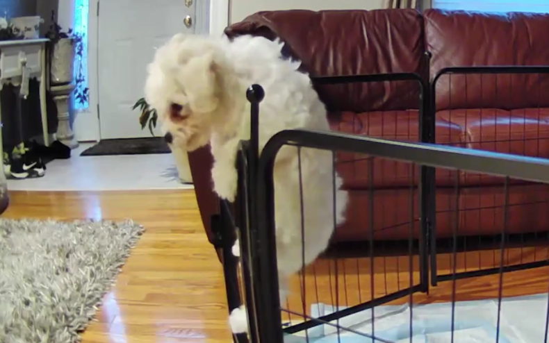 Esmae the Bichon Frise puppy escapes.
