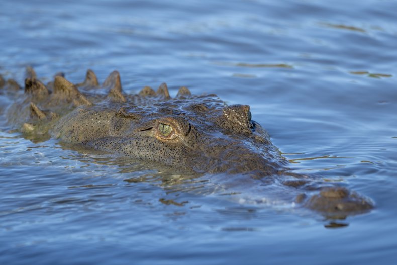 American crocodile lurking in water