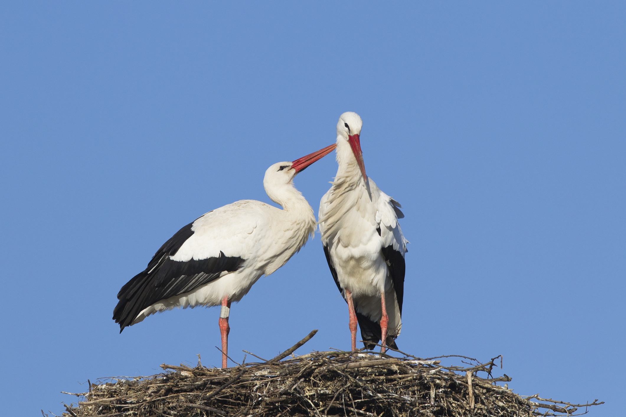 Same-Sex Stork Couple Filmed Caring for Each Others Eggs After Mating