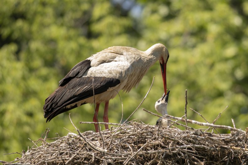 Stork feeding babies