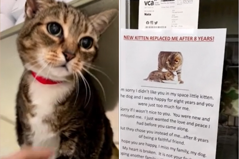 Shelter writes devastating note for surrendered cat